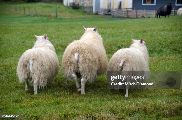 iceland sheep - oveja islandesa fotografías e imágenes de stock