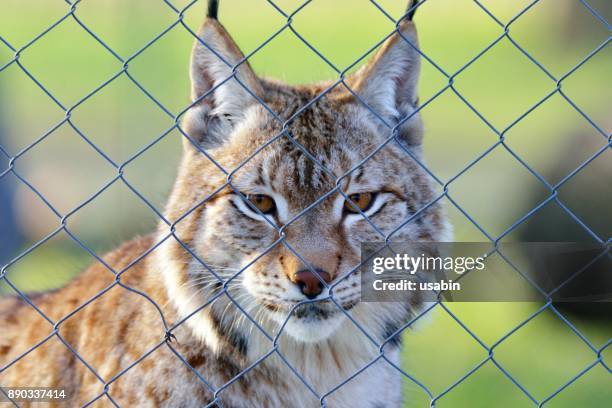 lynx in zoo - dier in gevangenschap stockfoto's en -beelden