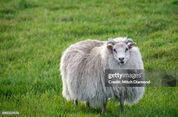 iceland sheep - oveja islandesa fotografías e imágenes de stock