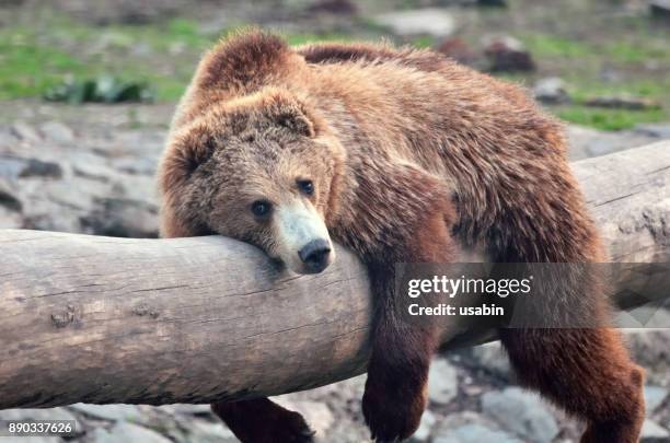 brown bear resting - má postura imagens e fotografias de stock