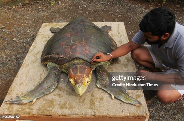 Foot and 3 inch size and above 200 kg weight Loggerhead sea turtle which was found dead at Dhanu Sea shores was made into Taxidermi model at Sanjay...