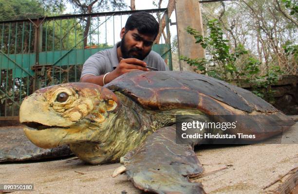 Foot and 3 inch size and above 200 kg weight Loggerhead sea turtle which was found dead at Dhanu Sea shores was made into Taxidermi model at Sanjay...