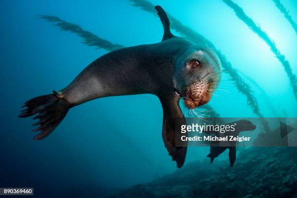 california sea lions - zalophus californianus imagens e fotografias de stock