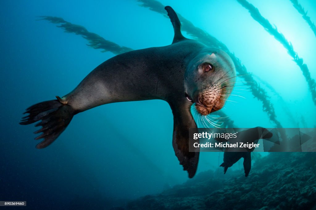 加州海獅