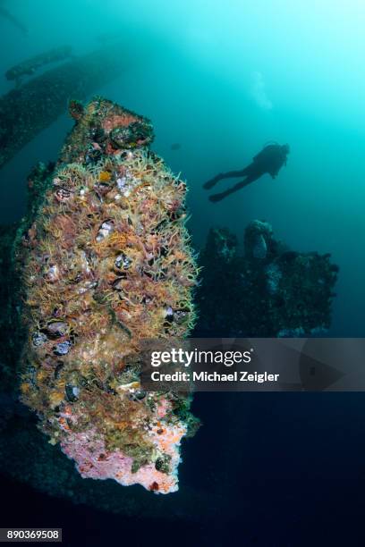 scuba diver at the oil rigs - corallimorpharia stock pictures, royalty-free photos & images