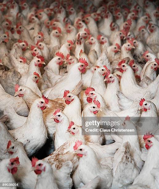 chiken - animal welfare stock pictures, royalty-free photos & images