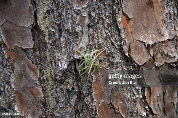 an air plant (epiphyte) growing on a tree bark of a slash pine - plant bark stock-fotos und bilder