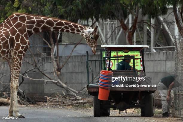 Giraffe looks to take a snack from a service vehicle in its compund at the Safari Park on July 15, 2009 in Ramat Gan, Israel.