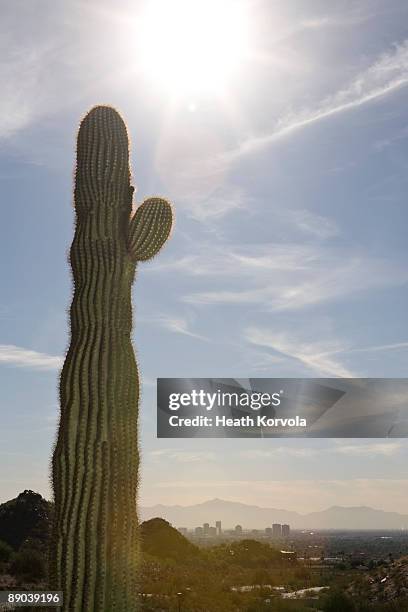 tall cactus under sun with city in background. - sun city phoenix photos et images de collection