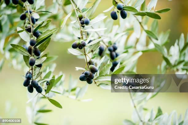 ripe black olives on the branch - southern european descent stock pictures, royalty-free photos & images