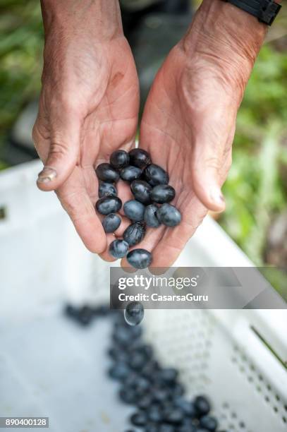 aceitunas negras maduras en manos de los agricultores - southern european descent fotografías e imágenes de stock