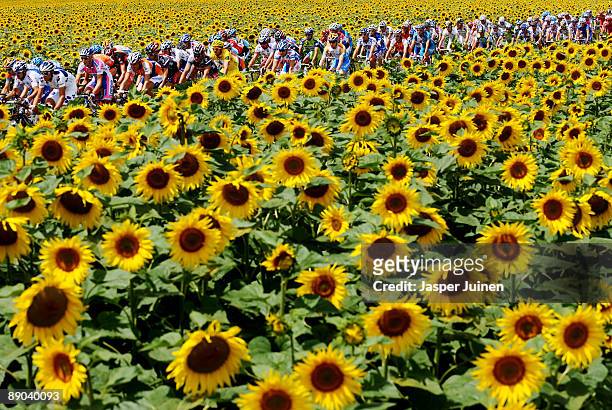 The peloton makes its way past fields of sunflowers during stage 11 of the 2009 Tour de France from Vatan to Saint-Fargeau-Ponthierry on July 15,...