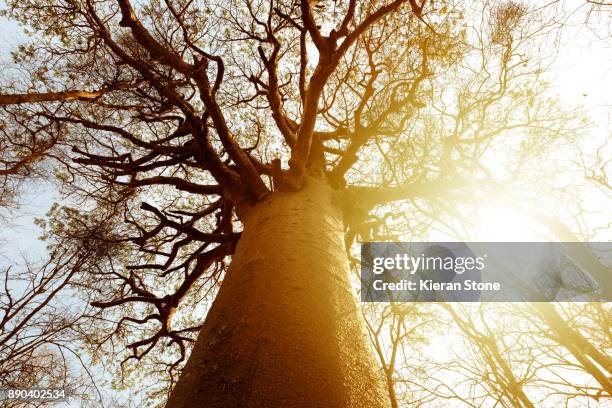 sacred baobab - malgache photos et images de collection