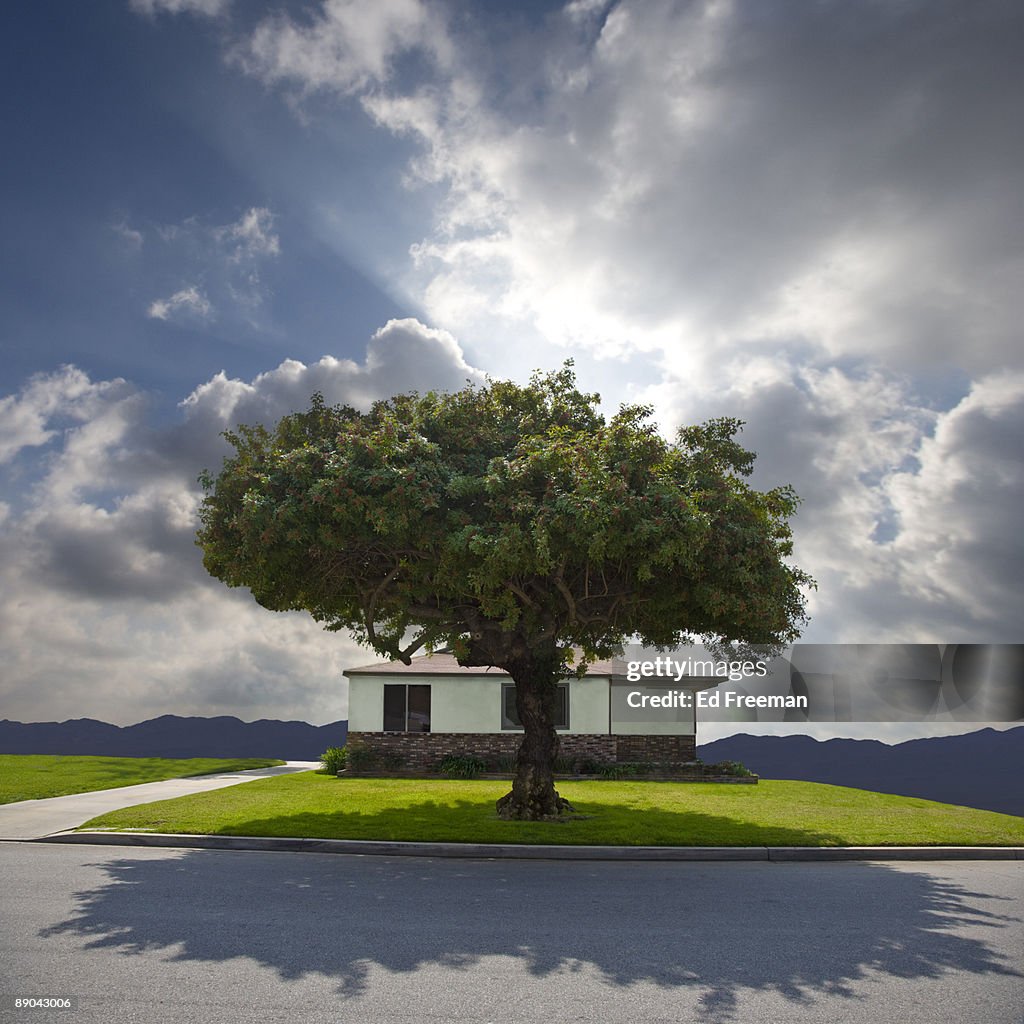 Fantasy House and Tree