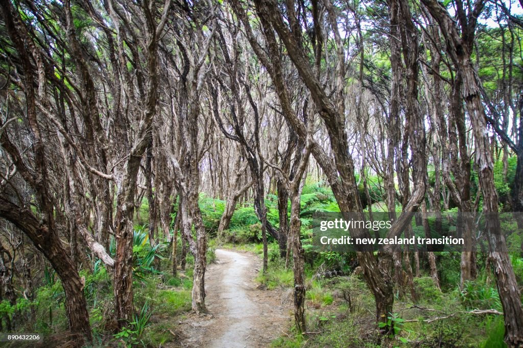 Path through Manuka forest at Abel Tasman National Park, New Zealand