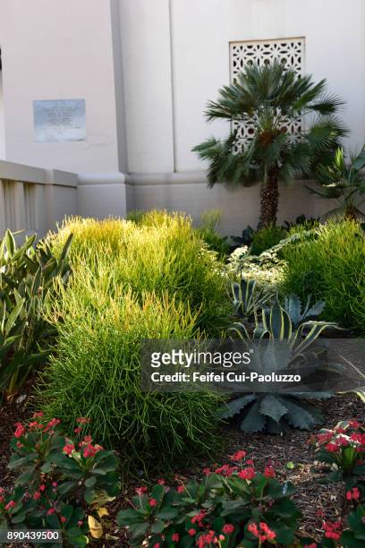 city plants at city of los angeles, usa - americana aloe stock pictures, royalty-free photos & images