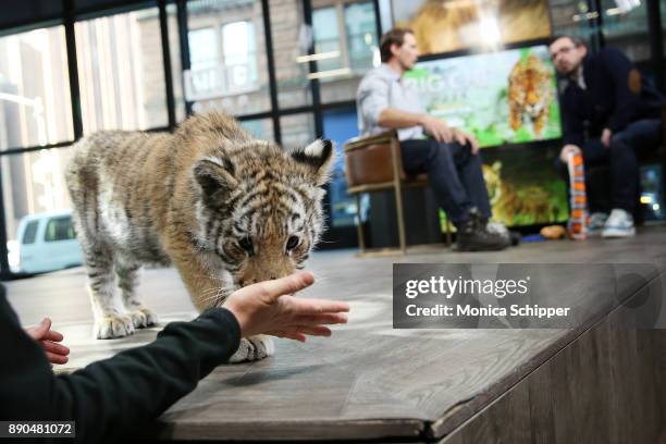 Boone Smith brings in a Bengal tiger cub when he discusses "Big Cat Week" On Nat Geo WILD at Build Studio on December 11, 2017 in New York City.