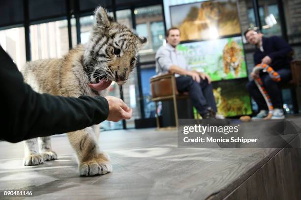 Boone Smith brings in a Bengal tiger cub when he discusses "Big Cat Week" On Nat Geo WILD at Build Studio on December 11, 2017 in New York City.