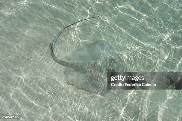 Samll Stringray Small Stingrays Photos and Premium High Res Pictures - Getty Images