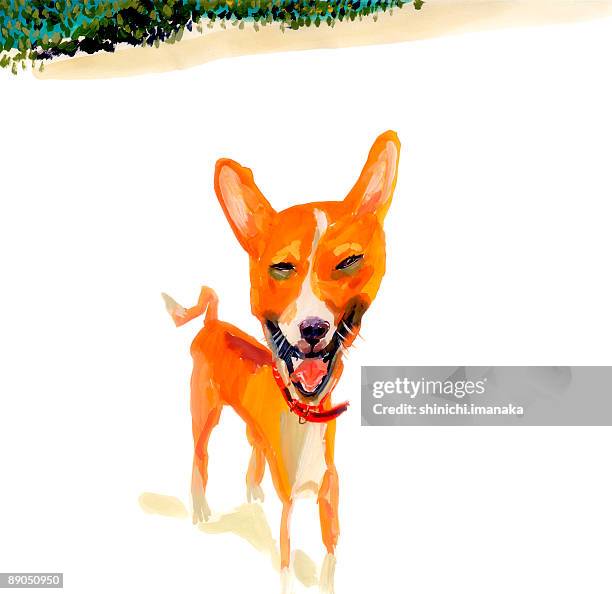 basenji - dog looking at camera stock illustrations