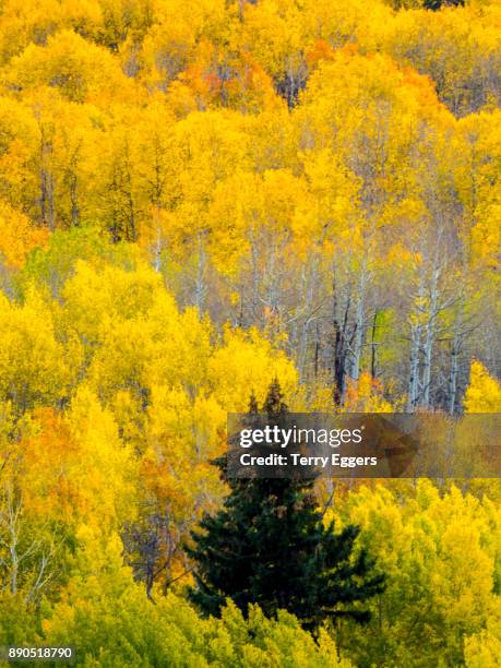 autumn aspens with bright yellow and reds west od crested butte on kebler pass - west aspen co stock pictures, royalty-free photos & images