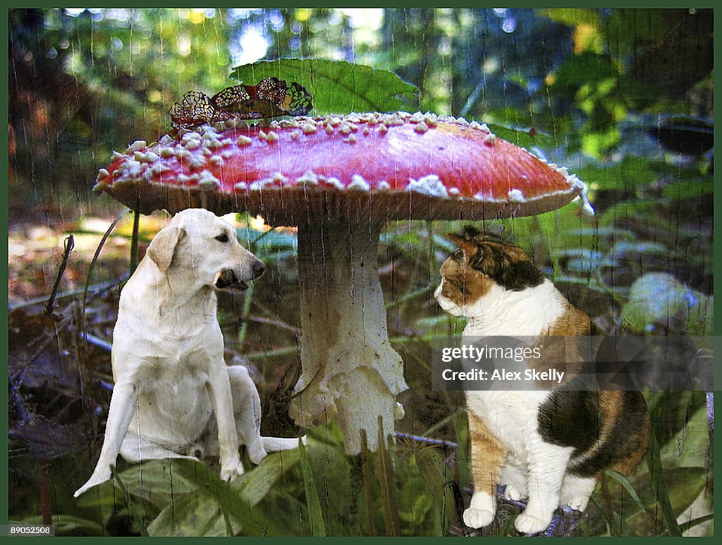 Red toadstool umbrella for furry friends