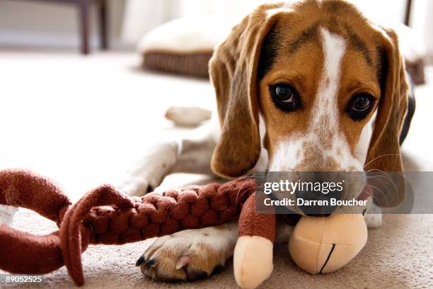 puppy plays with toy monkey - dogs toy stock pictures, royalty-free photos & images