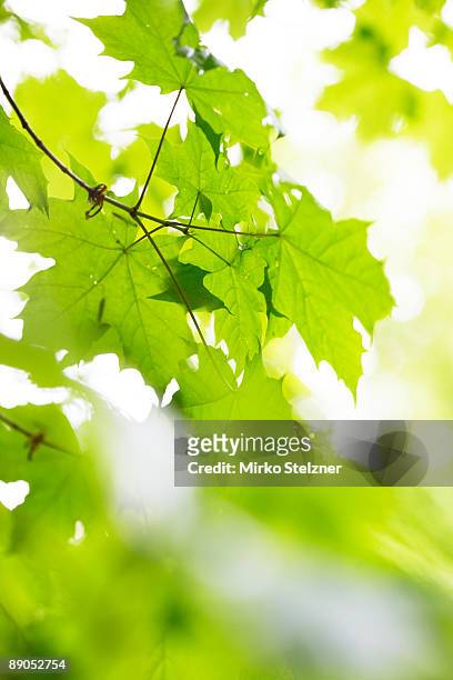 maple tree spring leaves - norway maple stockfoto's en -beelden