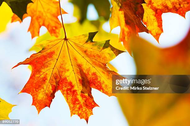 maple tree autumn leaves - acer platanoides stock-fotos und bilder