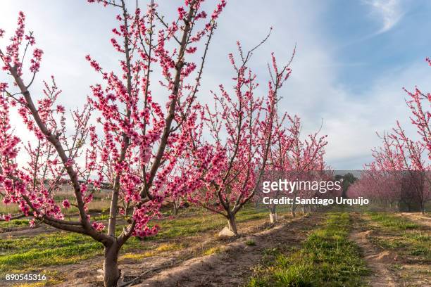 apricot tree orchard - peach tranquility stock pictures, royalty-free photos & images