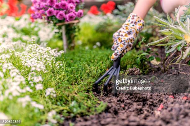 gardener working in the garden - canteiro de flores imagens e fotografias de stock