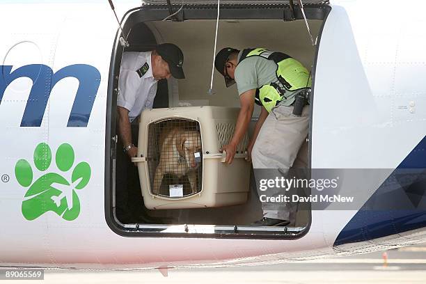 President and CEO Don Weisel helps load pets for take-off on the southern California maiden voyage of Pet Airways on July 16, 2009 in the Los...