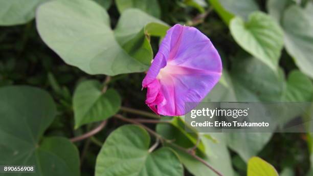 morning glory/ryukyu asagao/ryukyu morning glory - dazaifu stock-fotos und bilder