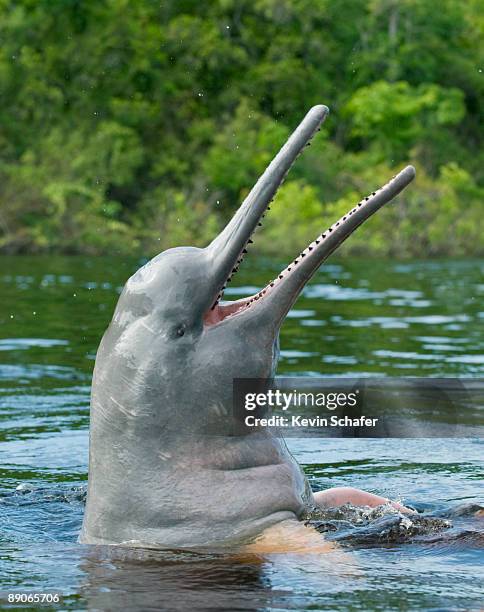 amazon river dolphin at surface - river amazon stock pictures, royalty-free photos & images