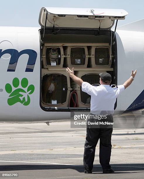 President and CEO Don Weisel raises his arms before a plane-load of dogs asking them if everyone is ready to go to Chicago before the southern...