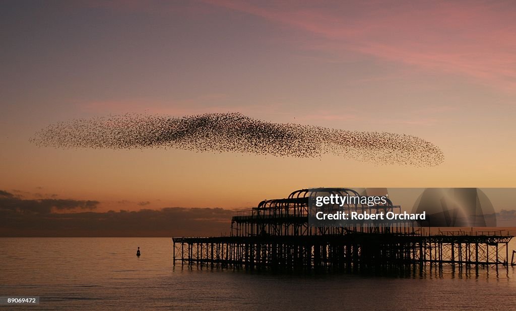 Starling Murmuration