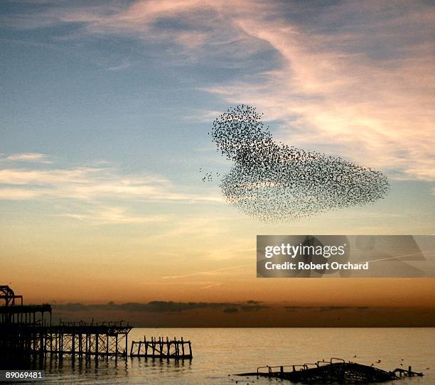 starling murmuration - flock of birds ストックフォトと画像