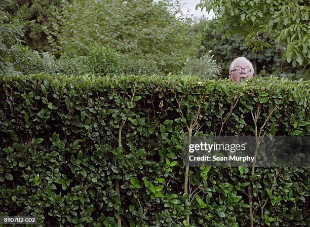 mature man looking over neighbour's hedge - bad neighbor foto e immagini stock