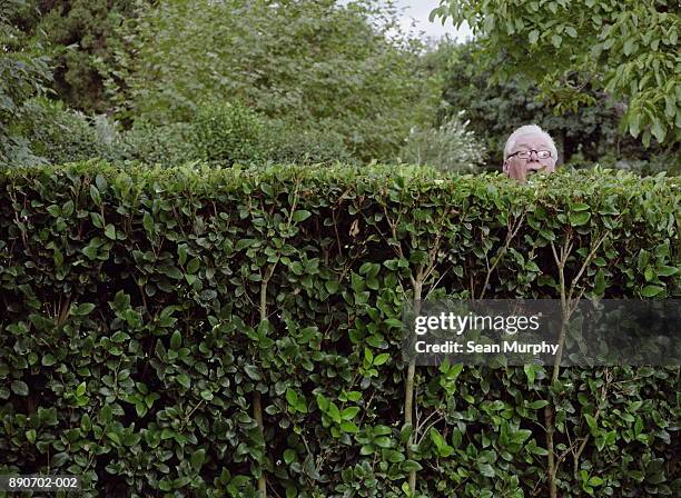 mature man looking over neighbour's hedge - suspicion 個照片及圖片檔