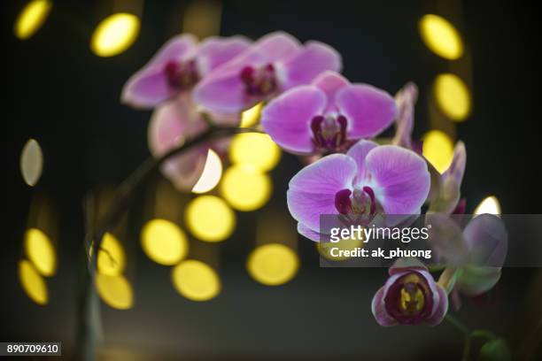 orchid on beautiful background - gold bug stock pictures, royalty-free photos & images