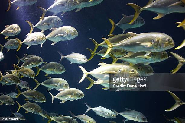 school of dolphin fish swim in ocean - dolphin fish imagens e fotografias de stock