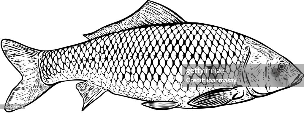 Hand drawn carp fish illustration. Design elements for poster, menu, banner, menu. Vector illustration