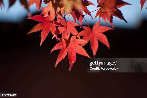 autumn in my heart - maple leaf heart stock pictures, royalty-free photos & images