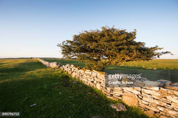 lång stenmur med ett ensamt träd - träd stock pictures, royalty-free photos & images