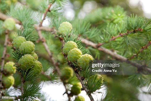 japanese larch - japanese larch stock pictures, royalty-free photos & images