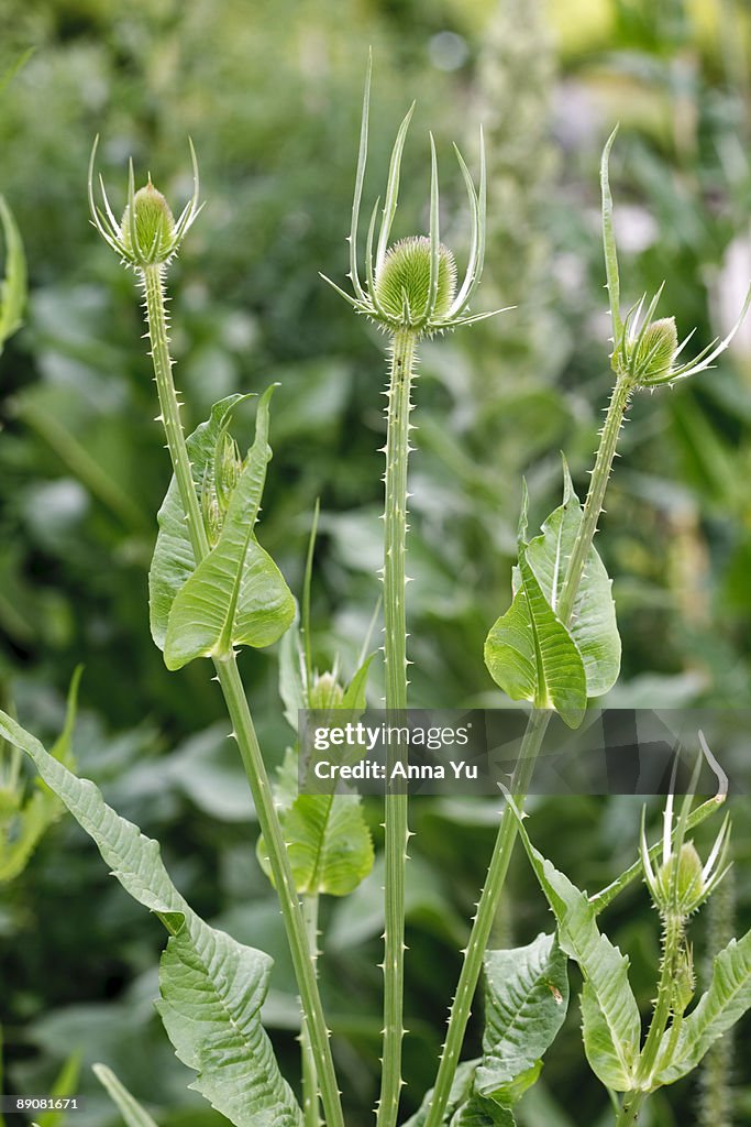 Dipsacus sativus