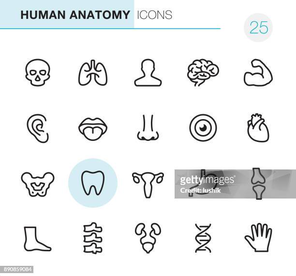 menschliche anatomie - pixel perfect icons - rückenwirbel stock-grafiken, -clipart, -cartoons und -symbole