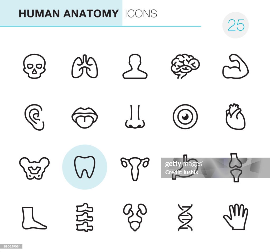 Anatomía humana - los perfectos iconos Pixel