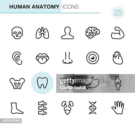 Human Anatomy Pixel Perfect Icons High-Res Vector Graphic - Getty Images