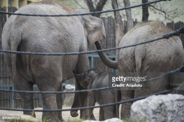 23,256 Mother Baby Animals Photos and Premium High Res Pictures - Getty  Images